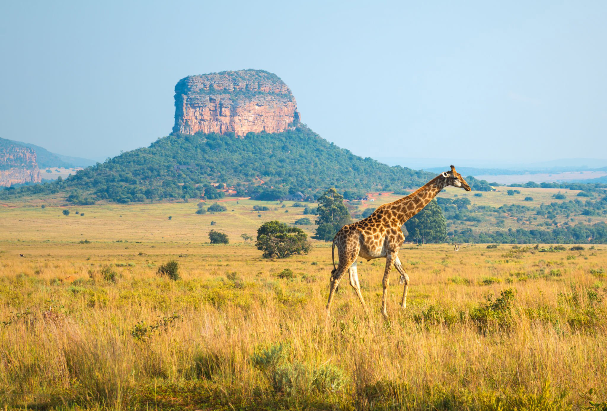 Safari